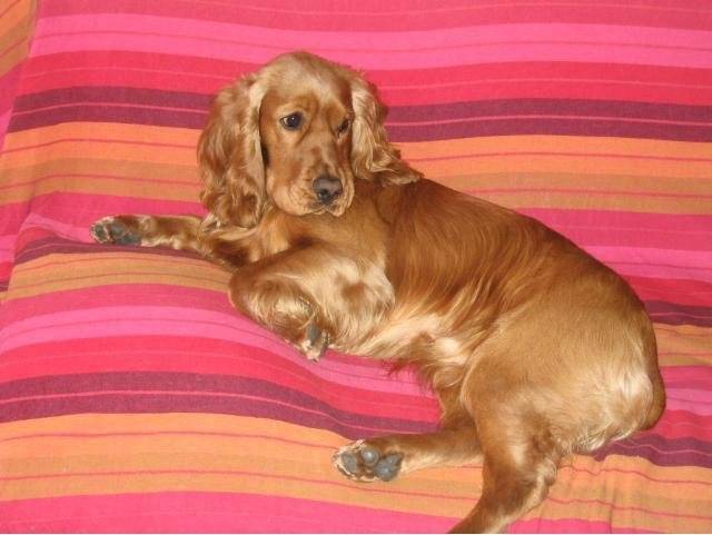 Achille, cocker anglais de 13 mois - Cocker Anglais (1 an et 1 mois)