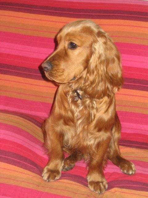 Achille, cocker anglais de 13 mois - Cocker Anglais (1 an et 1 mois)