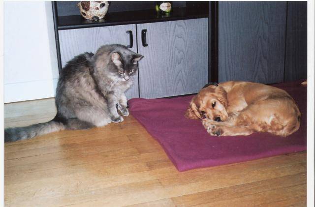 Achille, cocker anglais, à 6 mois, avec son copain Tom - Cocker Anglais (6 mois)