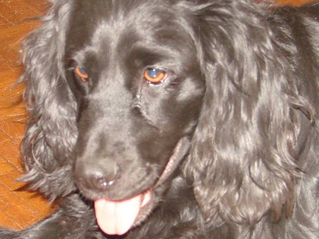 Cocker anglais noir / Uka - Cocker Anglais