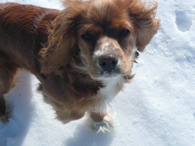 Daisy - Cocker Anglais (9 mois)