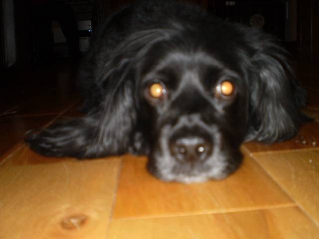 Lucky - Cocker Anglais Mâle (7 ans)