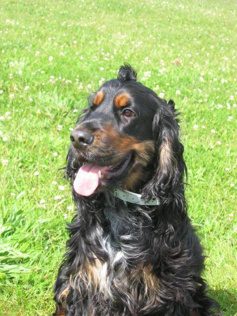 cocker anglais bogoss - Cocker Anglais