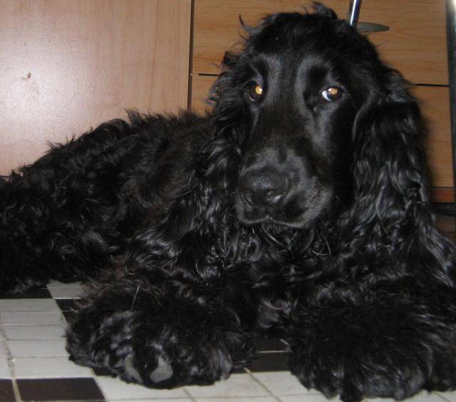 Espion cocker spaniel - Cocker Anglais