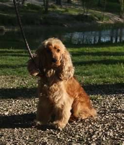 Nils - Cocker Anglais Mâle (2 ans)