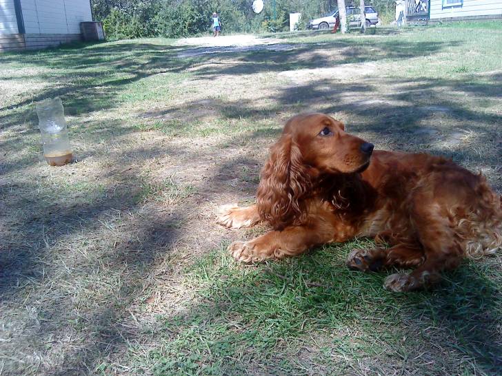 Belle - Cocker Anglais (8 ans)