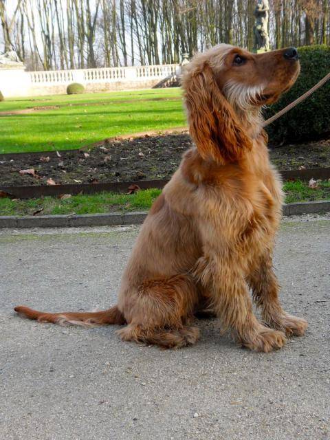 Cooper - Cocker Anglais - Cocker Anglais