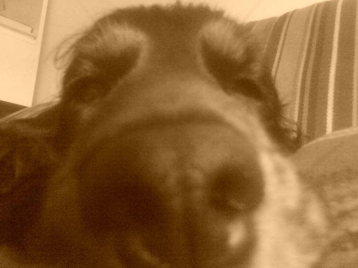 Cannelle - Cocker Anglais (3 ans)