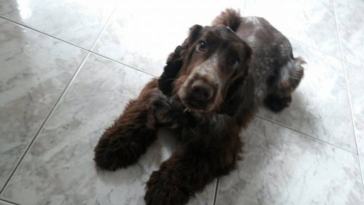 Ozzy - Cocker Anglais Mâle (5 mois)
