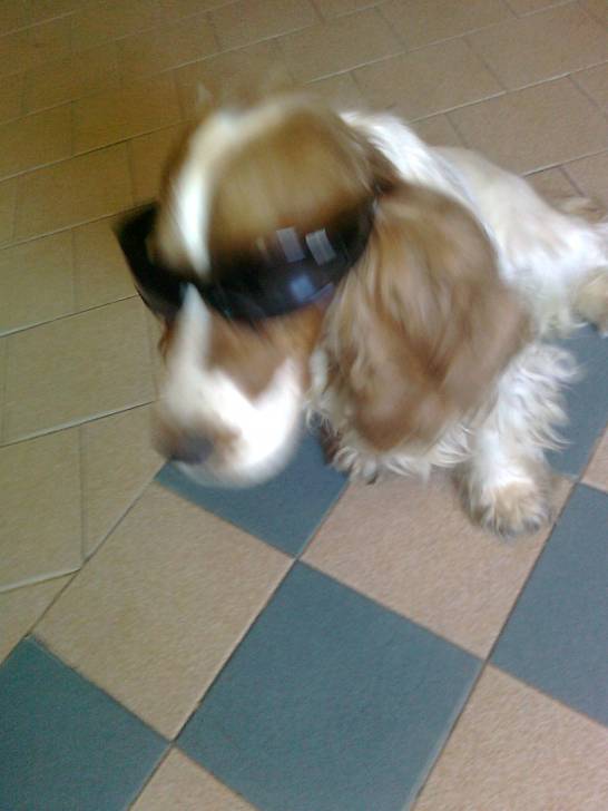 Jere - Cocker Anglais Mâle (3 ans)