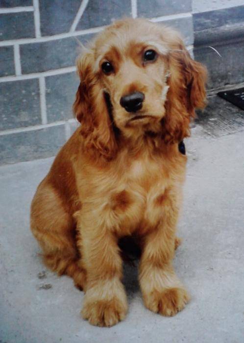 Bill à 4 mois et 11 jours en 1998 - Cocker Anglais (4 mois)
