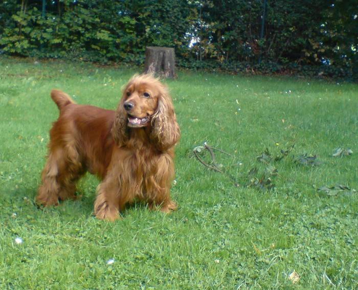 Bill 8 ans et 3 mois en 2006 - Cocker Anglais (3 mois)