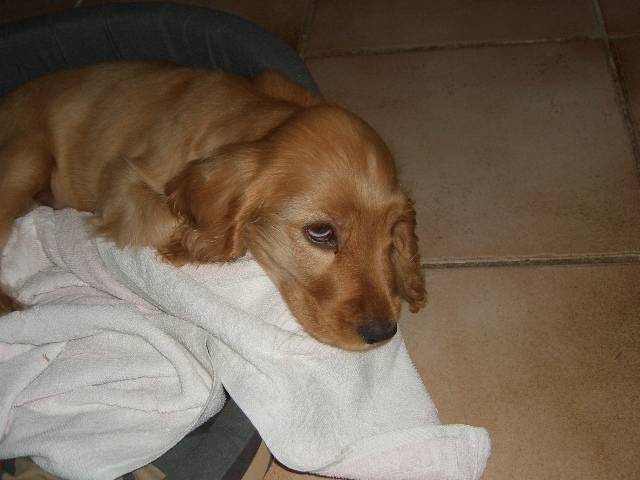 elliot - Cocker Anglais Mâle (9 mois)