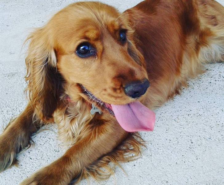 Luna - Cocker Anglais (1 an)