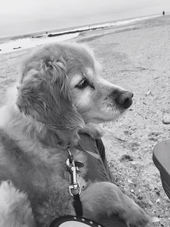 Bella - Cocker Anglais (10 ans)