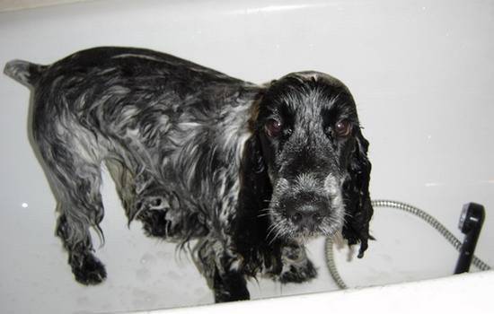 Ulka sous la douche - Cocker Anglais (6 mois)