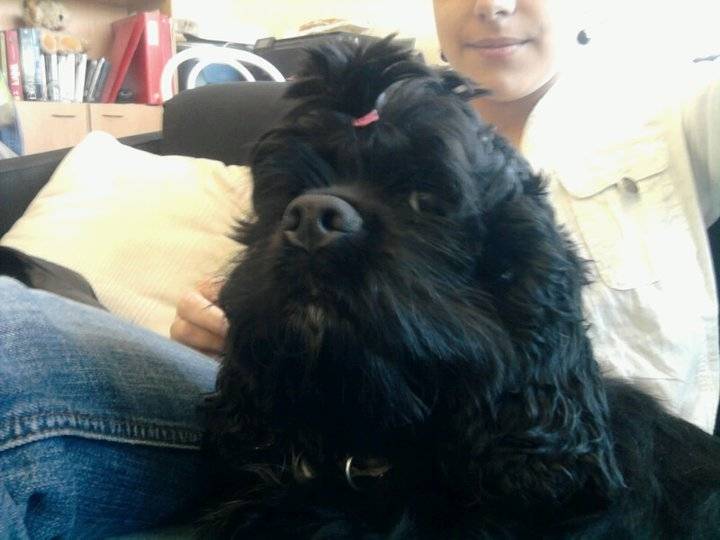 Kady - Cocker Anglais (3 ans)