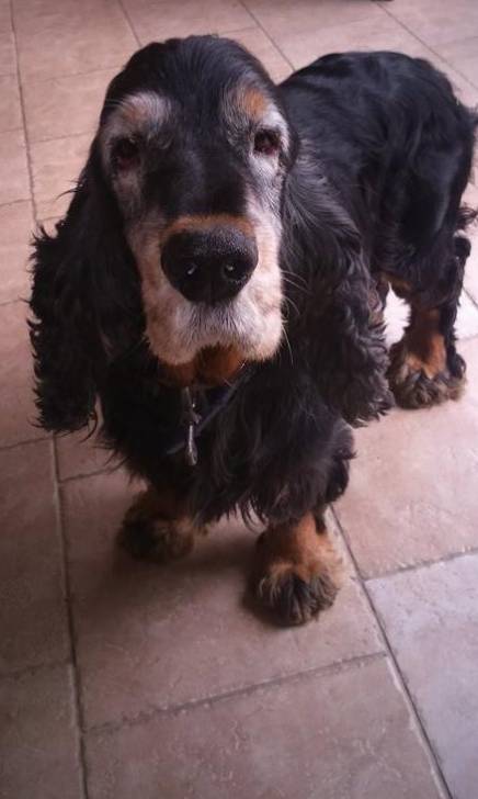 Nino - Cocker Anglais Mâle (10 ans)