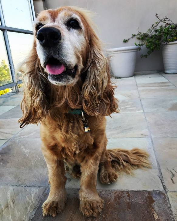 Lucca - Cocker Anglais (13 ans)