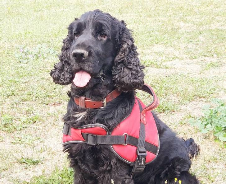 Iros - Cocker Anglais Mâle (4 ans et 8 mois)