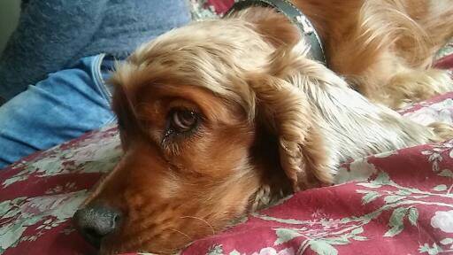 Ronnie - Cocker Anglais Mâle (4 ans)