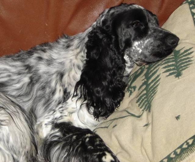 Ulka - Cocker Anglais (6 mois)