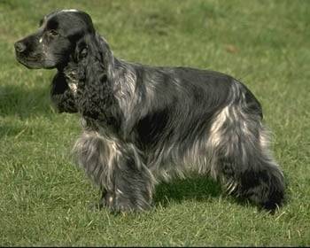 nalla (mére de maya) - Cocker Anglais (24 ans)
