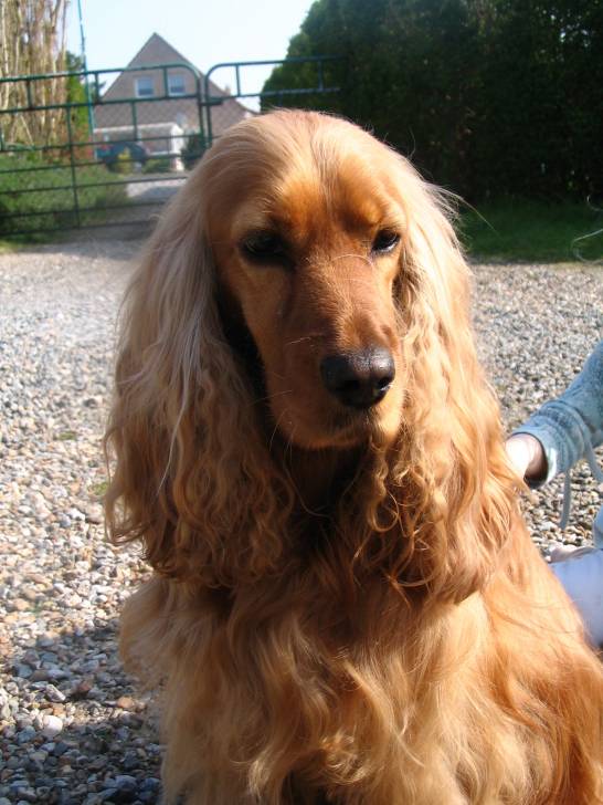 vlasta - Cocker Anglais (5 ans)