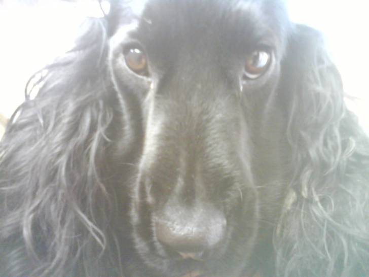 loona - Cocker Anglais (2 ans)