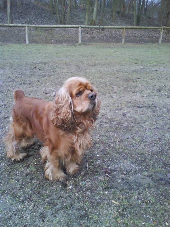 Soni - Cocker Anglais Mâle (3 ans)