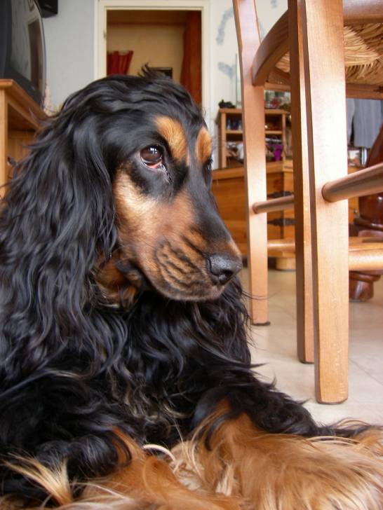 Betsy - Cocker Anglais (3 ans)