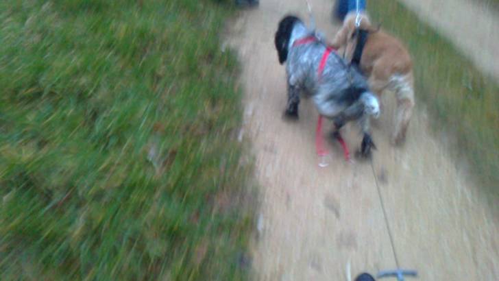 velours et lady - Cocker Anglais (2 ans)
