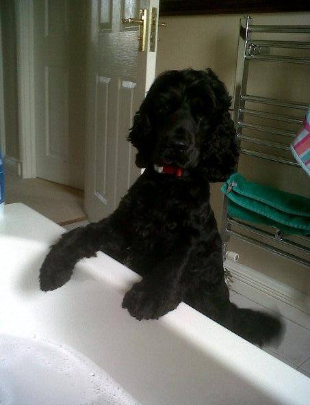 oscar - Cocker Anglais Mâle (2 ans)
