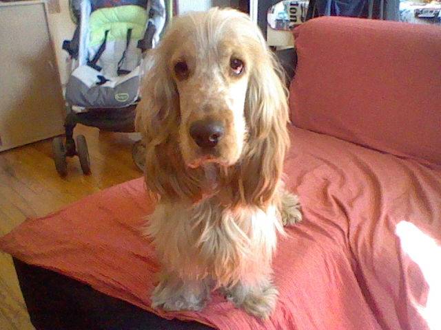 Elios - Cocker Anglais Mâle (2 ans)