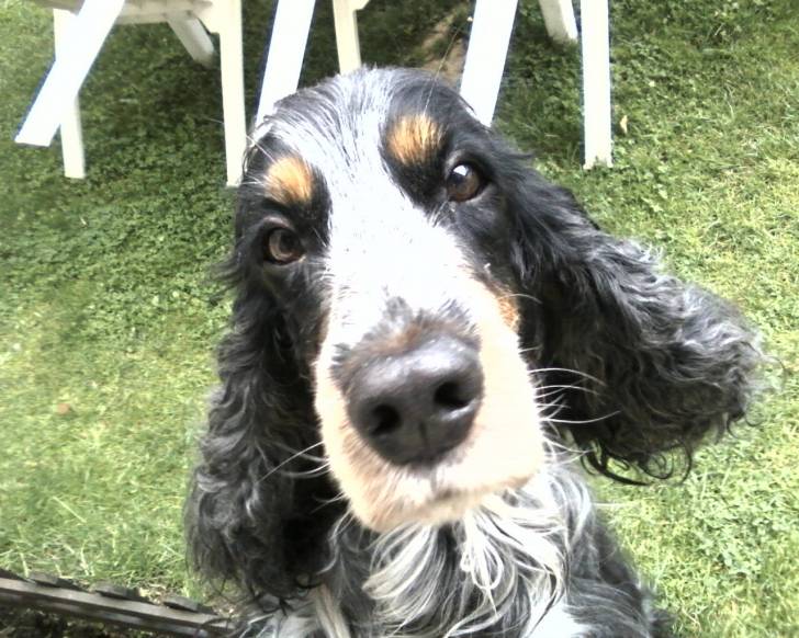Tango - Cocker Anglais Mâle (7 ans)