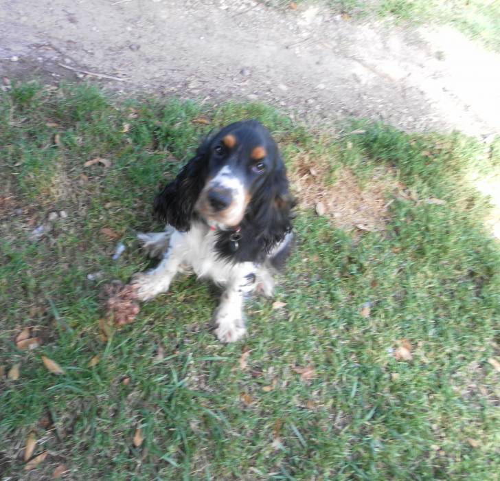 Dolly - Cocker Anglais (1 an)