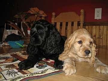 Cybelle et Bella - Cocker Anglais (11 mois)