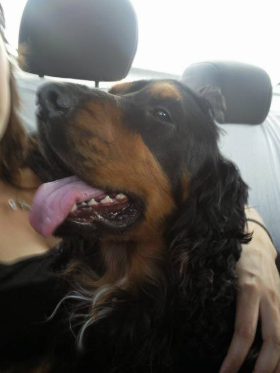 Whisky - Cocker Anglais Mâle (2 ans)
