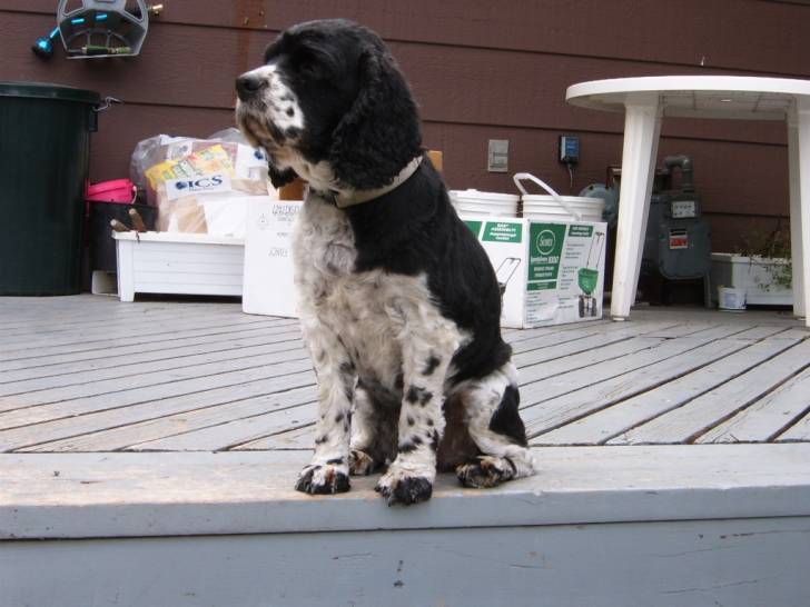 Shelby - Cocker Anglais (11 ans)