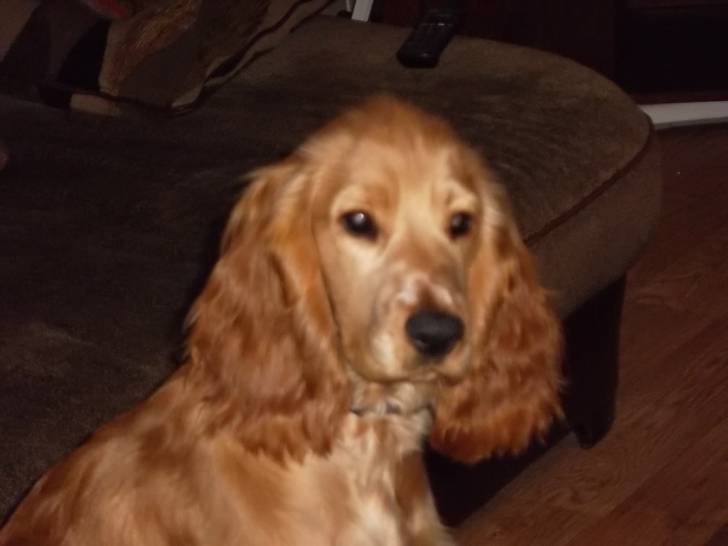honey - Cocker Anglais (11 mois)