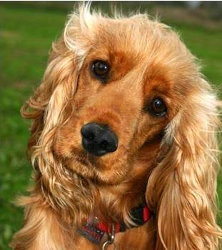 Rusty - Cocker Anglais Mâle (10 mois)