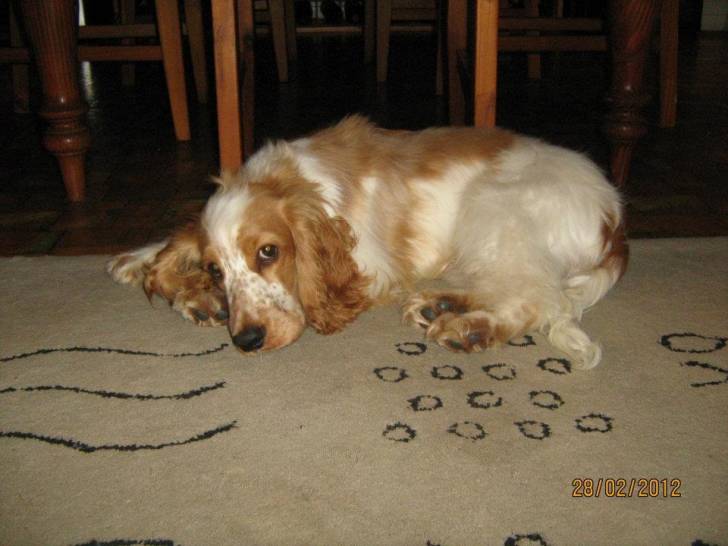 Barney - Cocker Anglais Mâle (8 mois)