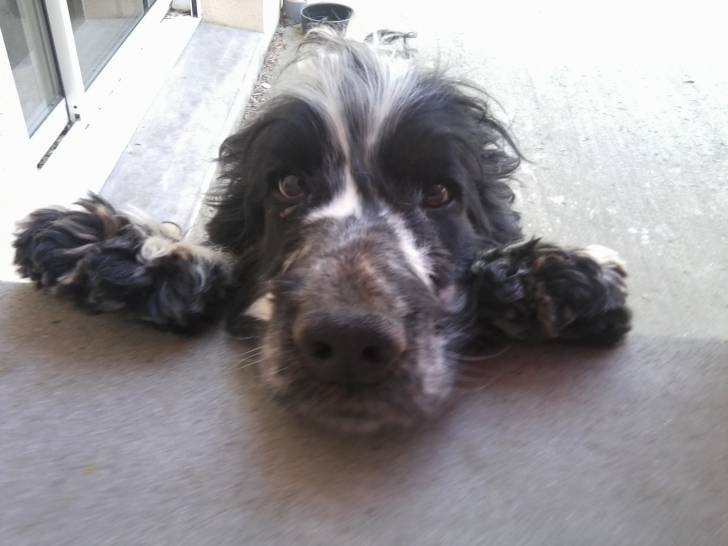 curly - Cocker Anglais Mâle (4 ans)