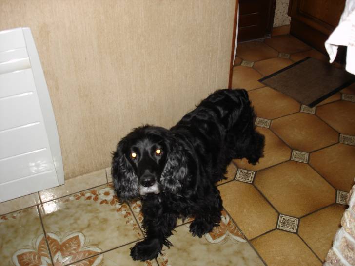 Chipie - Cocker Anglais