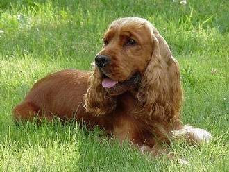 Luna - Cocker Anglais (1 an)