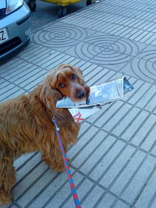 Terry - Cocker Anglais Mâle (6 ans)