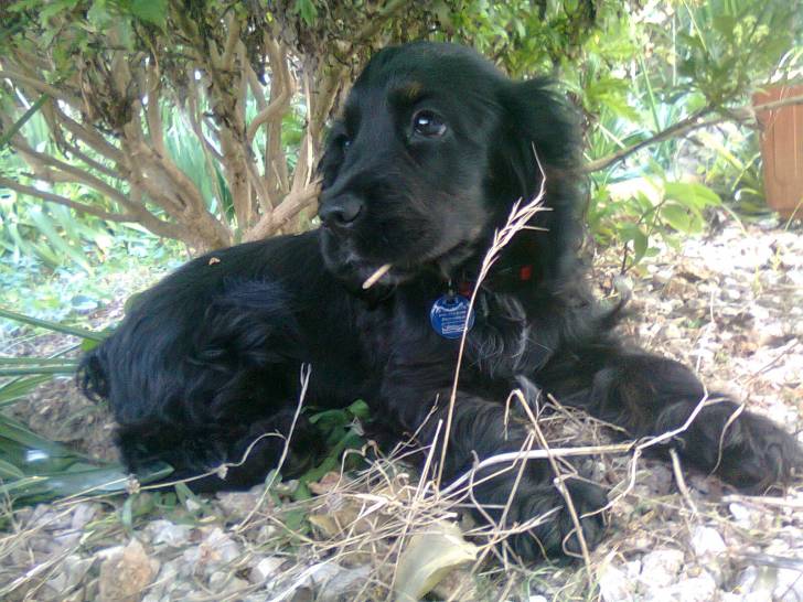 Gaia - Cocker Anglais (7 mois)