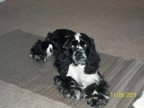 riley - Cocker Anglais Mâle (4 ans)