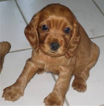 Molly - Cocker Anglais (6 mois)