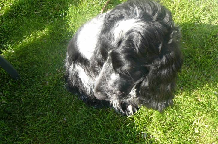 fonzy - Cocker Anglais Mâle (2 ans)